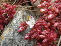 Sedum brevifolium