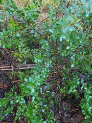 Rhamnus alaternus