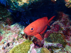 Priacanthus hamrur