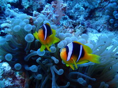 Amphiprion bicinctus