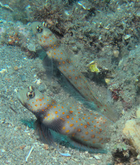 Amblyeleotris guttata