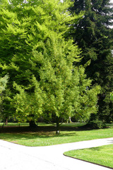 Torreya nucifera