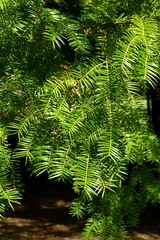 Torreya nucifera