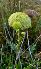 Hermas villosa