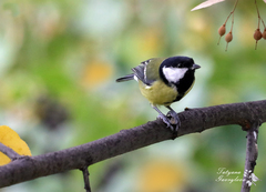 Parus major