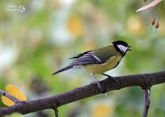 Parus major