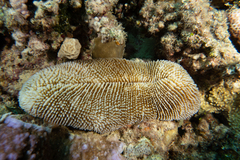 Ctenactis crassa