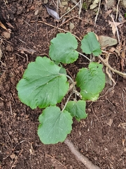 Pericallis aurita image