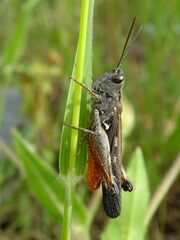 Omocestus