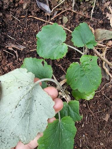 Pericallis aurita image