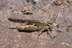 Acrotylus