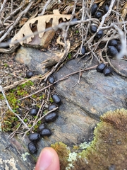 Capreolus capreolus