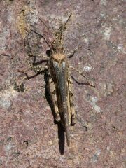 Acrotylus