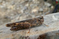 Acrotylus
