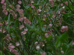 Rumex hastatus