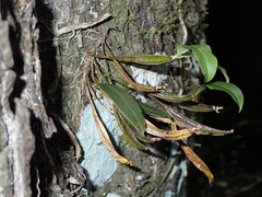 Dendrobium tetragonum