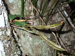 Dendrobium tetragonum