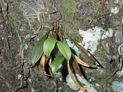 Dendrobium tetragonum