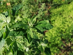 Chenopodium album