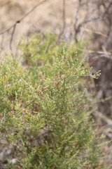 Rhagodia candolleana