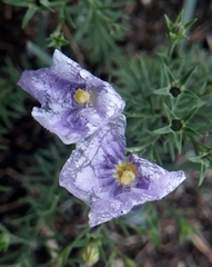 Nierembergia linariifolia