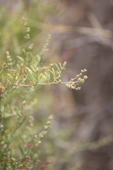 Rhagodia candolleana