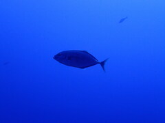 Flavocaranx bajad