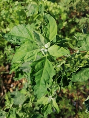 Chenopodium album