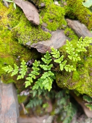 Oeosporangium