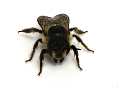 Megachile centuncularis