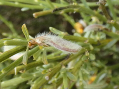 Cytisus oromediterraneus