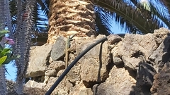 Gallotia galloti