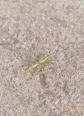 Conocephalus longipes