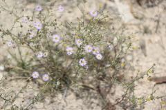 Brachyscome ciliaris