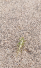 Conocephalus longipes