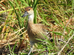 Dendrocygna arborea