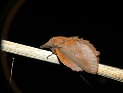 Gastropacha quercifolia