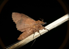 Gastropacha quercifolia