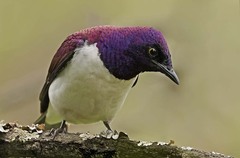 Cinnyricinclus leucogaster
