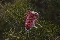 Grevillea paradoxa