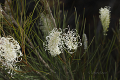 Grevillea obliquistigma