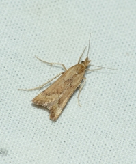 Synaphe punctalis