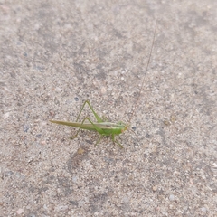 Conocephalus longipes