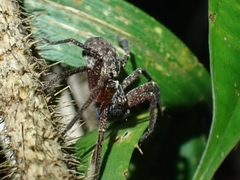 Heteropoda distincta