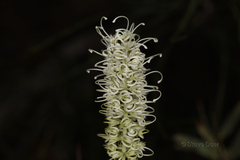 Grevillea obliquistigma
