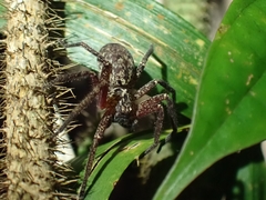 Heteropoda distincta
