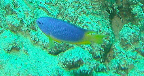 Caerulean Damsel