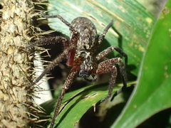 Heteropoda distincta