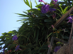 Ipomoea