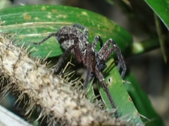 Heteropoda distincta